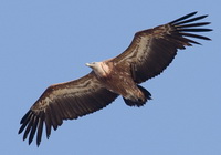 griffon