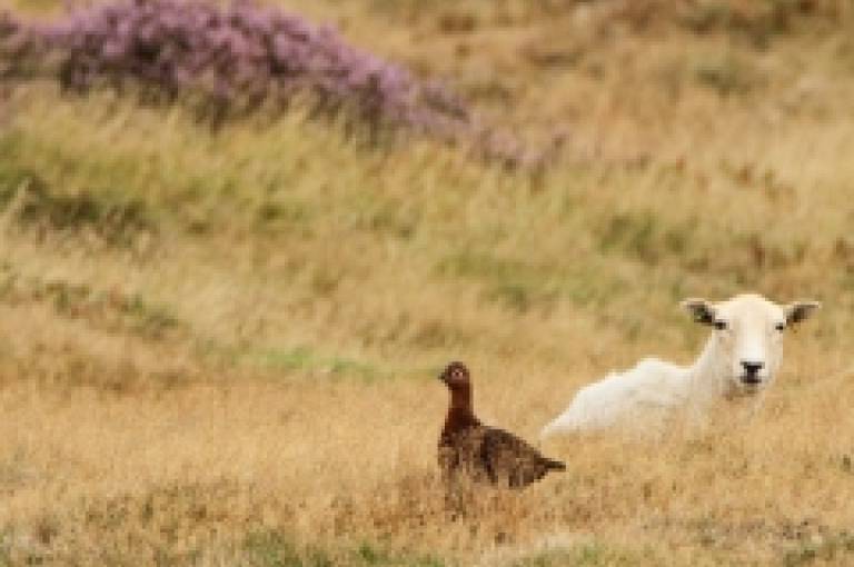 Británia 2018 - (nielen) na Birdfair